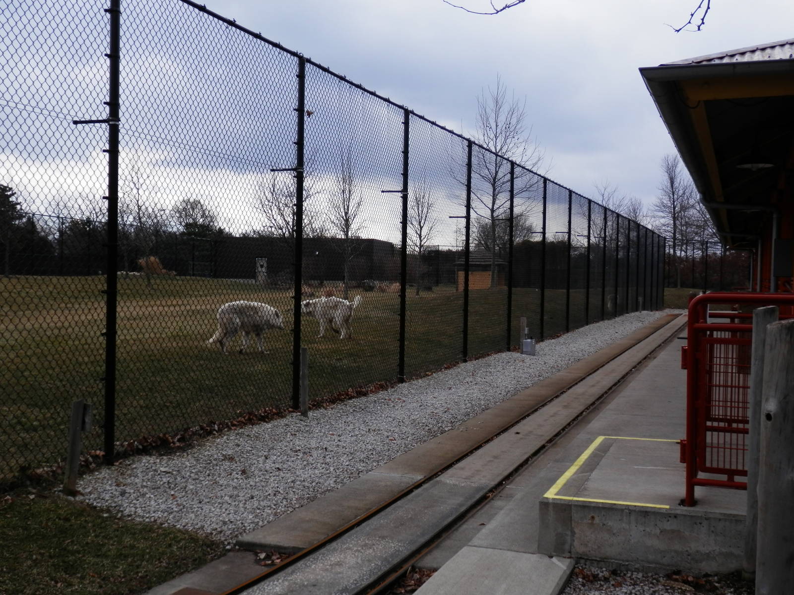 Temporary grey wolf yard (African Wild dog yard)