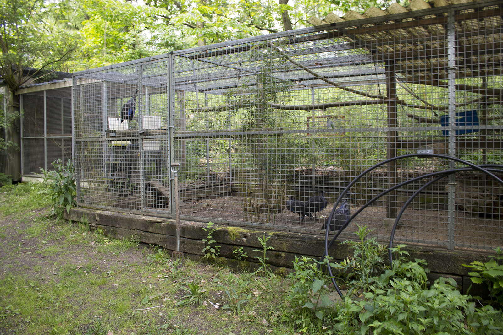 Temporary guineafowl exhibit, 5/14/14