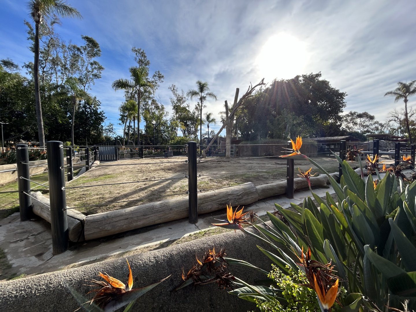 Temporary Hippo Exhibit - Urban Jungle