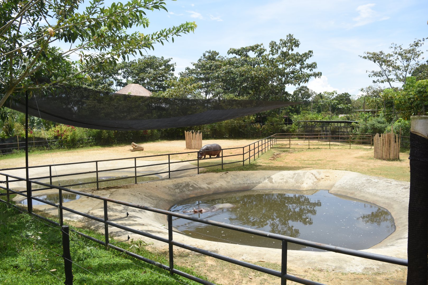 Temporary hippo exhibit