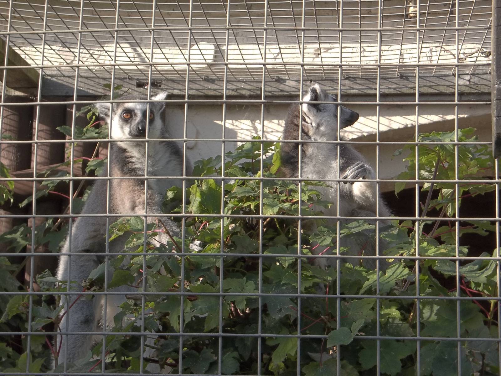 Temporary home for the Ring-tailed Lemurs, 10th October 2014