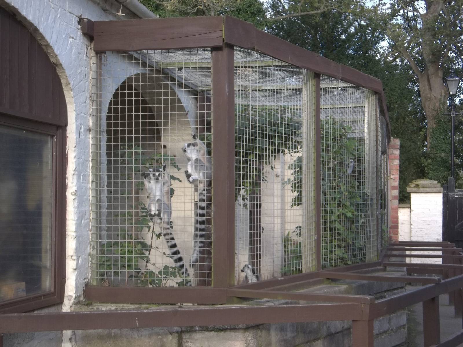 Temporary home for the Ring-tailed Lemurs, 10th October 2014