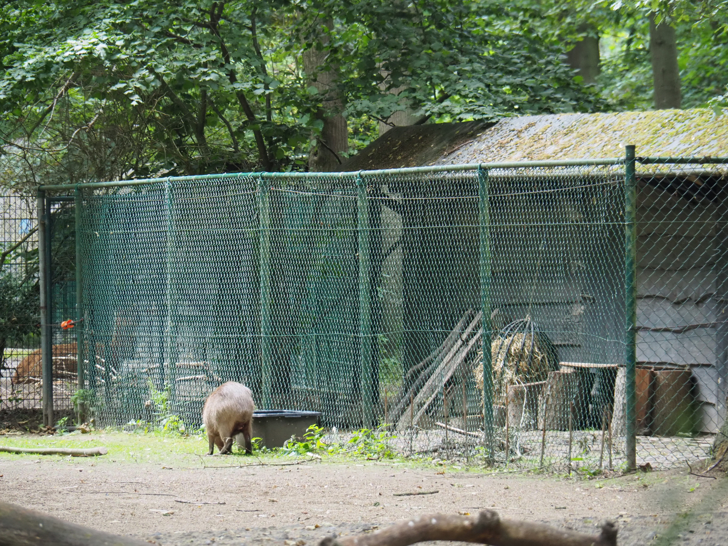 Temporary housing for a juvenile capybara next to the guanaco paddock, 2020-07-14