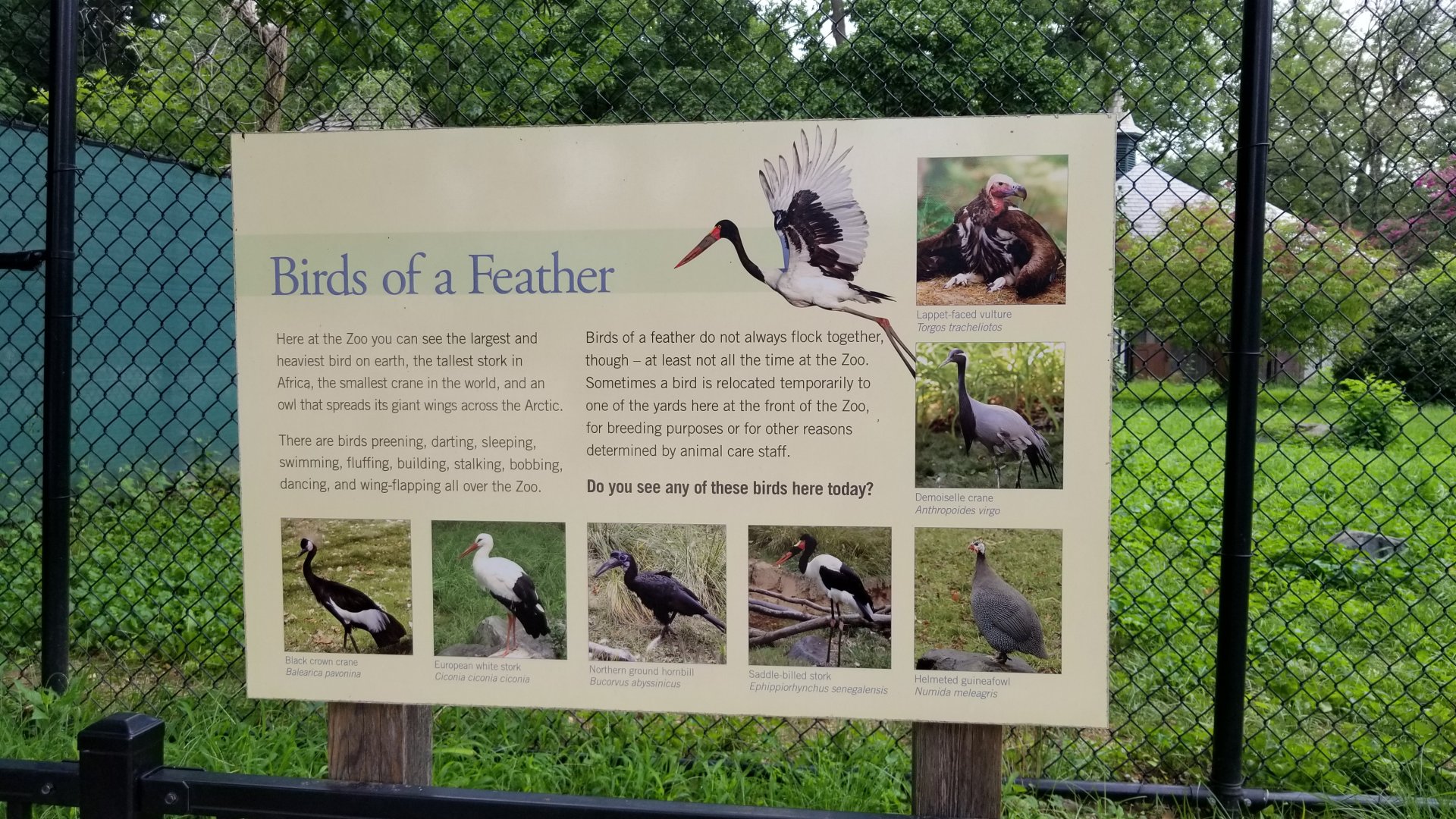 Temporary large bird enclosure