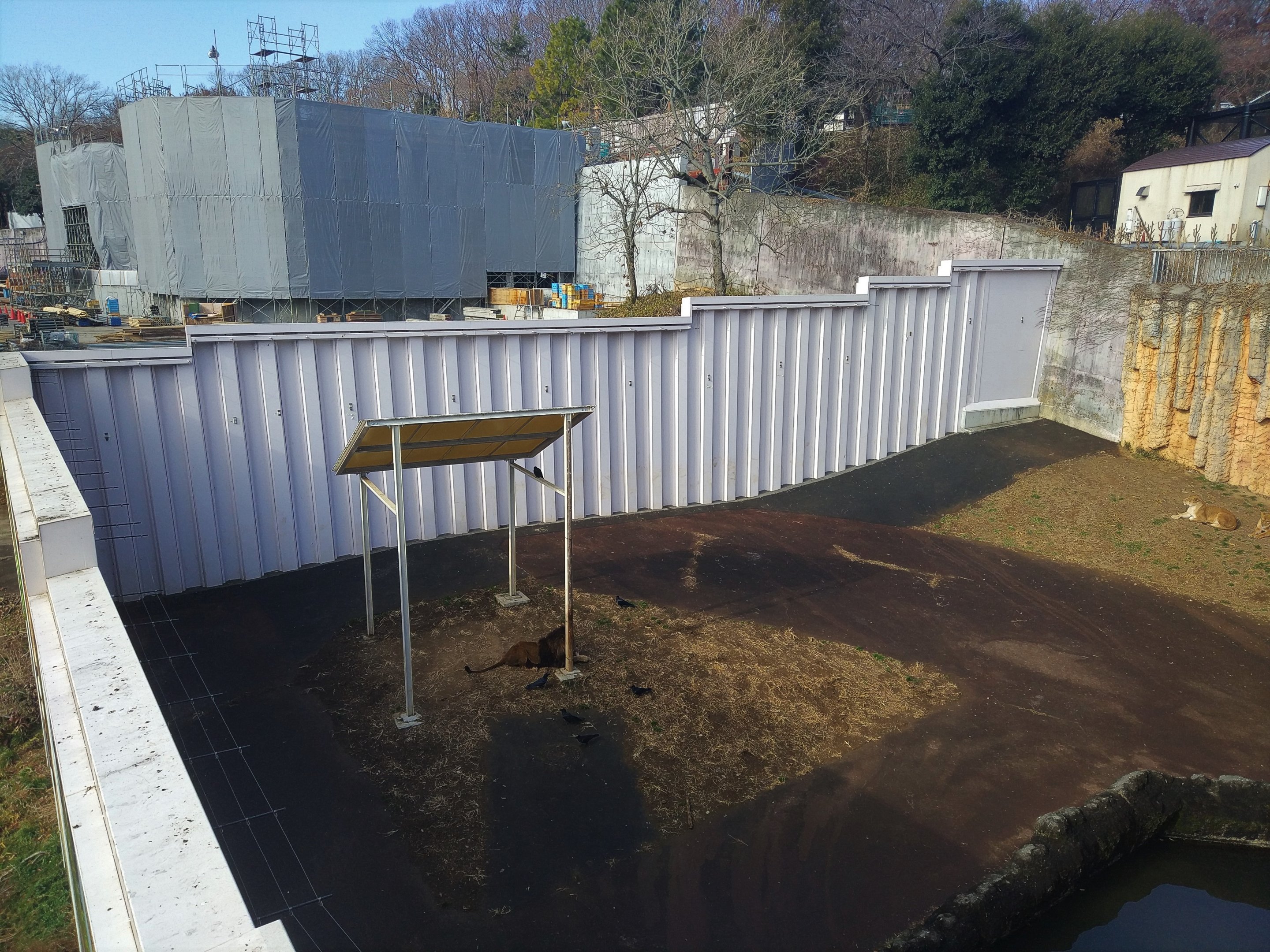 Temporary Lion Enclosure