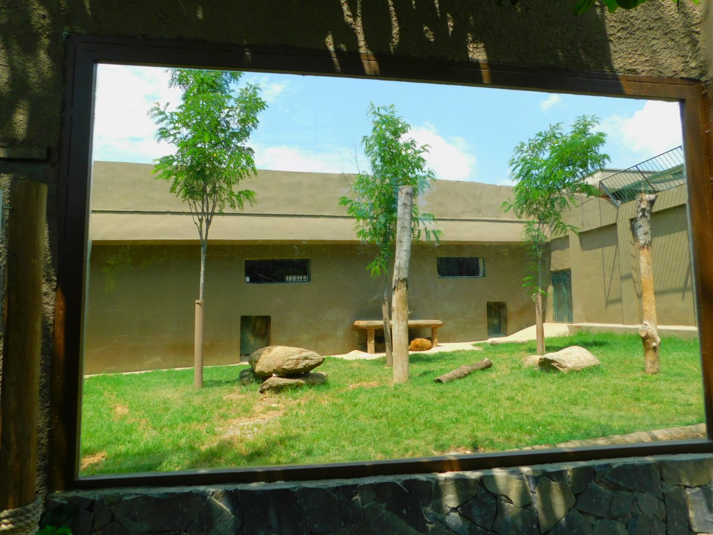 (Temporary) Lion enclosure