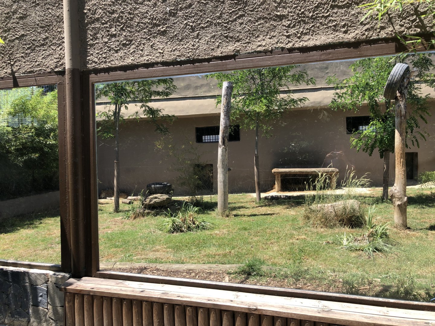 Temporary lion exhibit