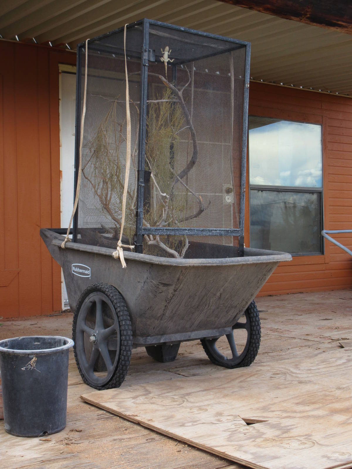 Temporary Lizard Exhibit