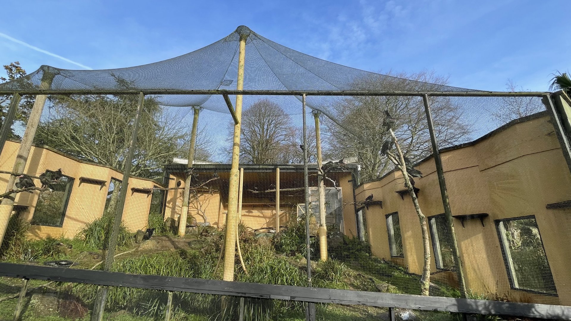 Temporary northern bald ibis exhibit