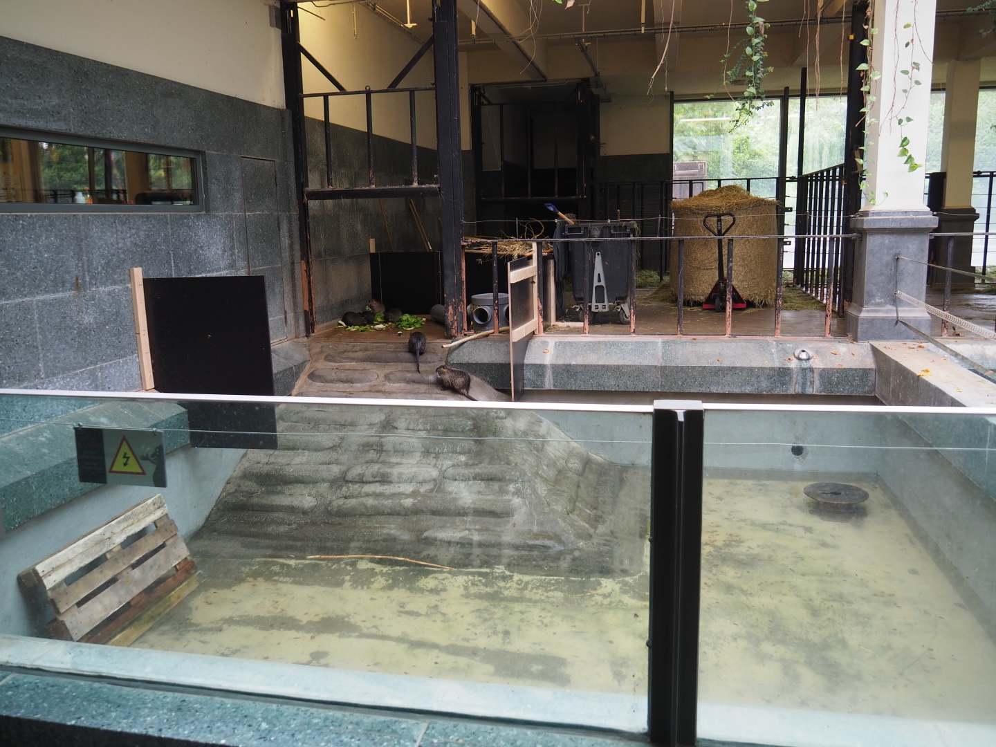 Temporary nutria exhibit in the hippopotamus house, 2021-06-12