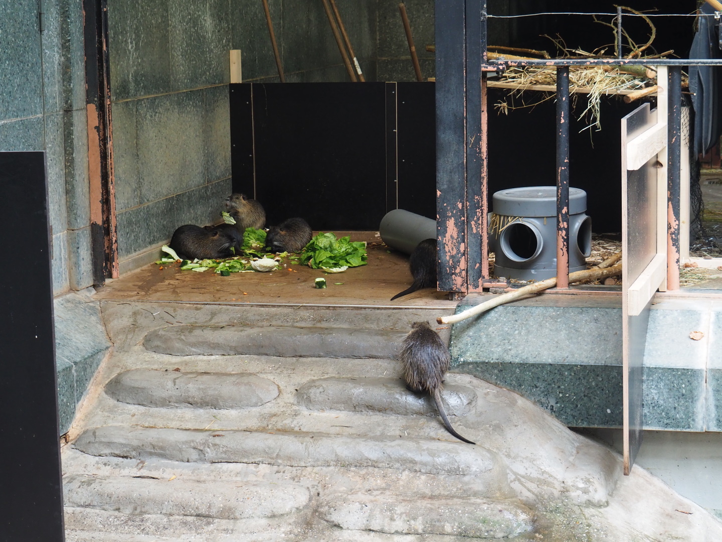 Temporary nutria exhibit in the hippopotamus house, 2021-06-12