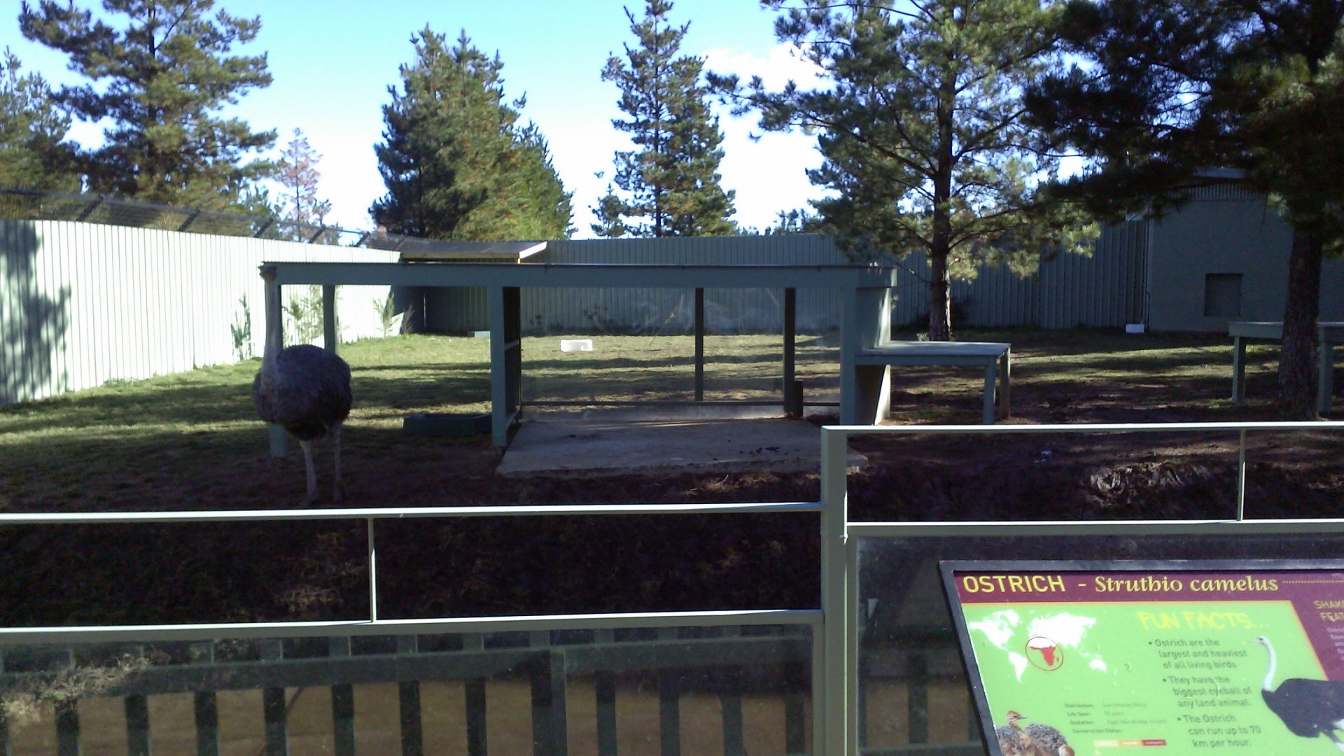 Temporary ostrich exhibit