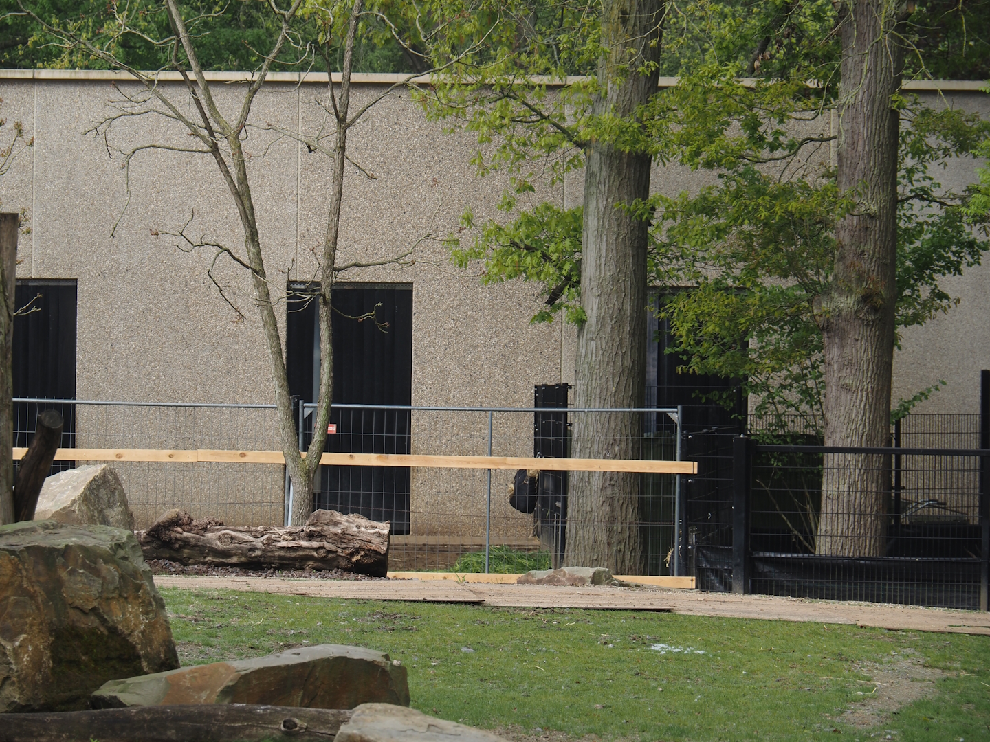 Temporary outdoor paddock for Somali wild donkeys during construction work, 2025-04-26