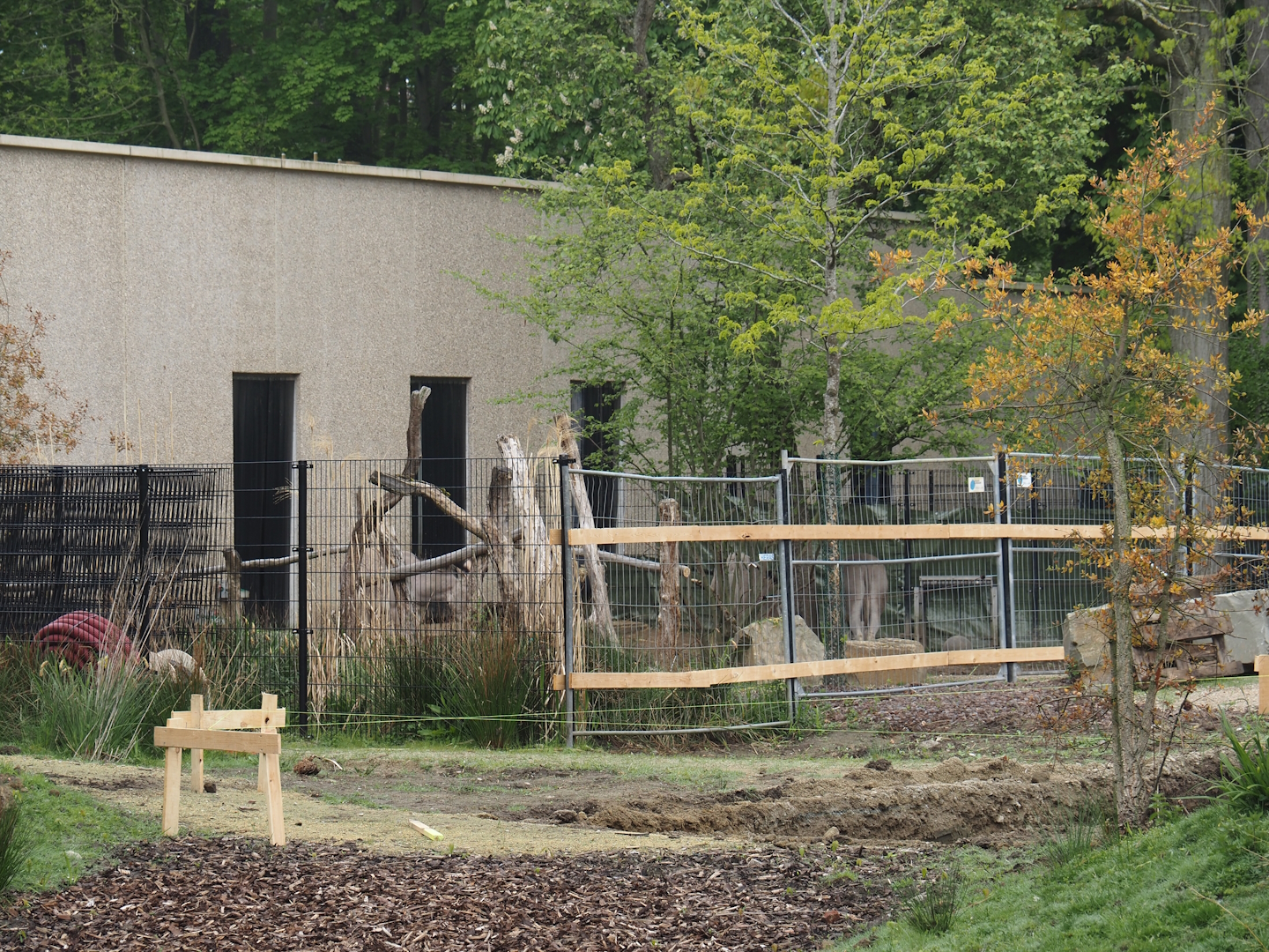 Temporary outdoor paddock for Somali wild donkeys during construction work, 2025-04-26