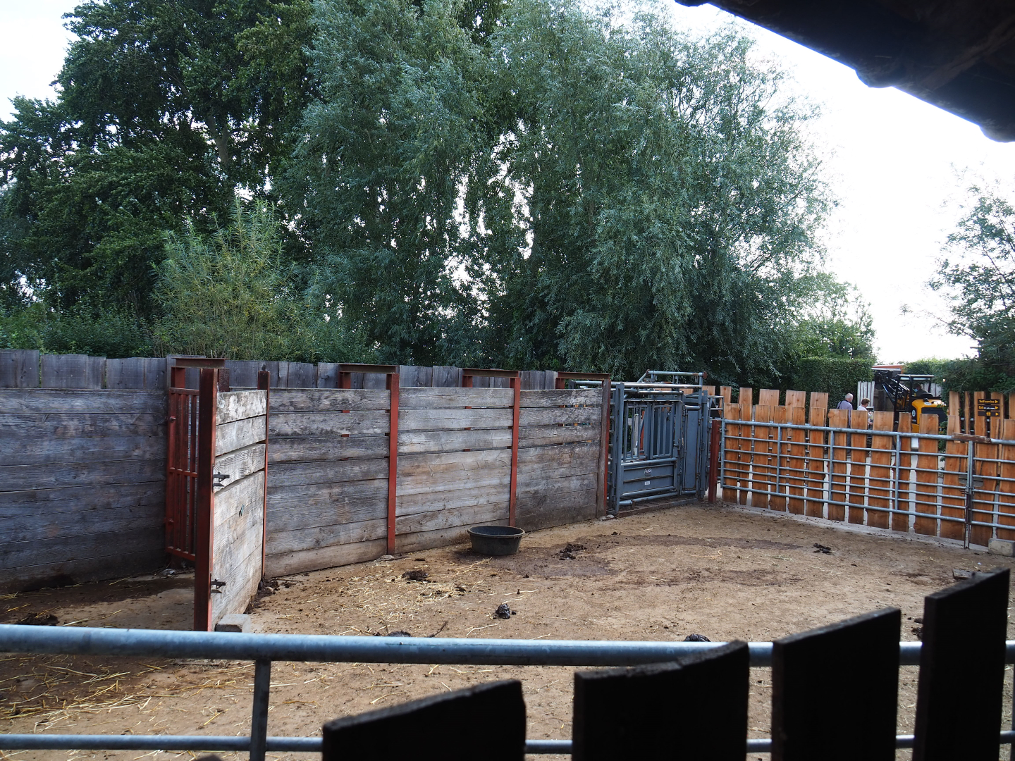 Temporary outdoor quarantine paddock for herd of Domestic water buffaloes, 2020-09-12