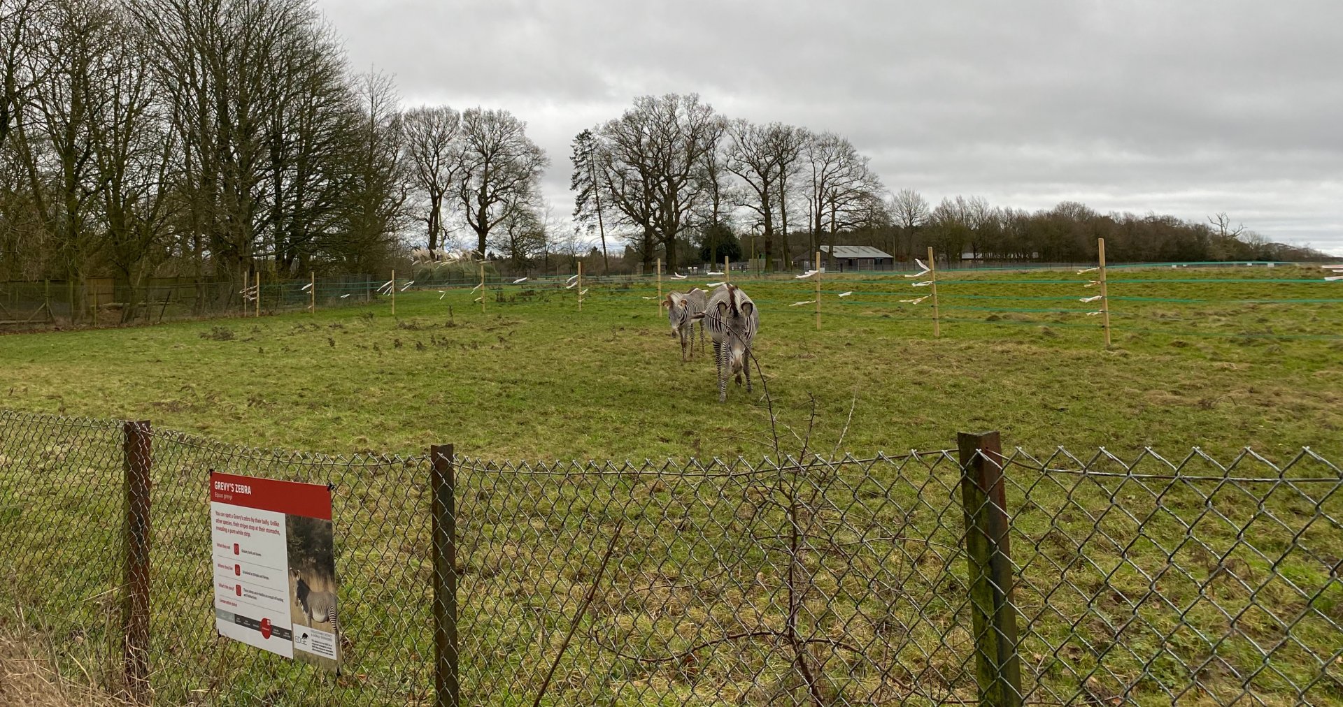 Temporary paddock fencing, Zebra and Waterbuck enclosure ZSL Whipsnade, UK