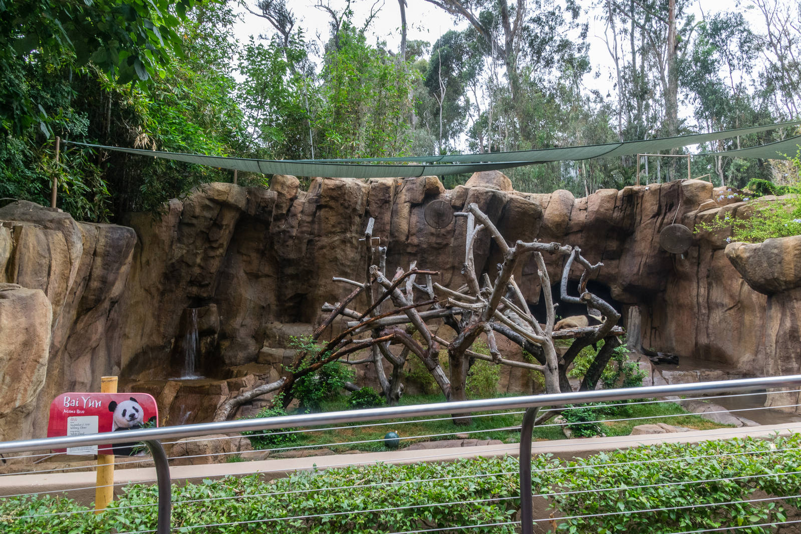 Temporary panda exhibit