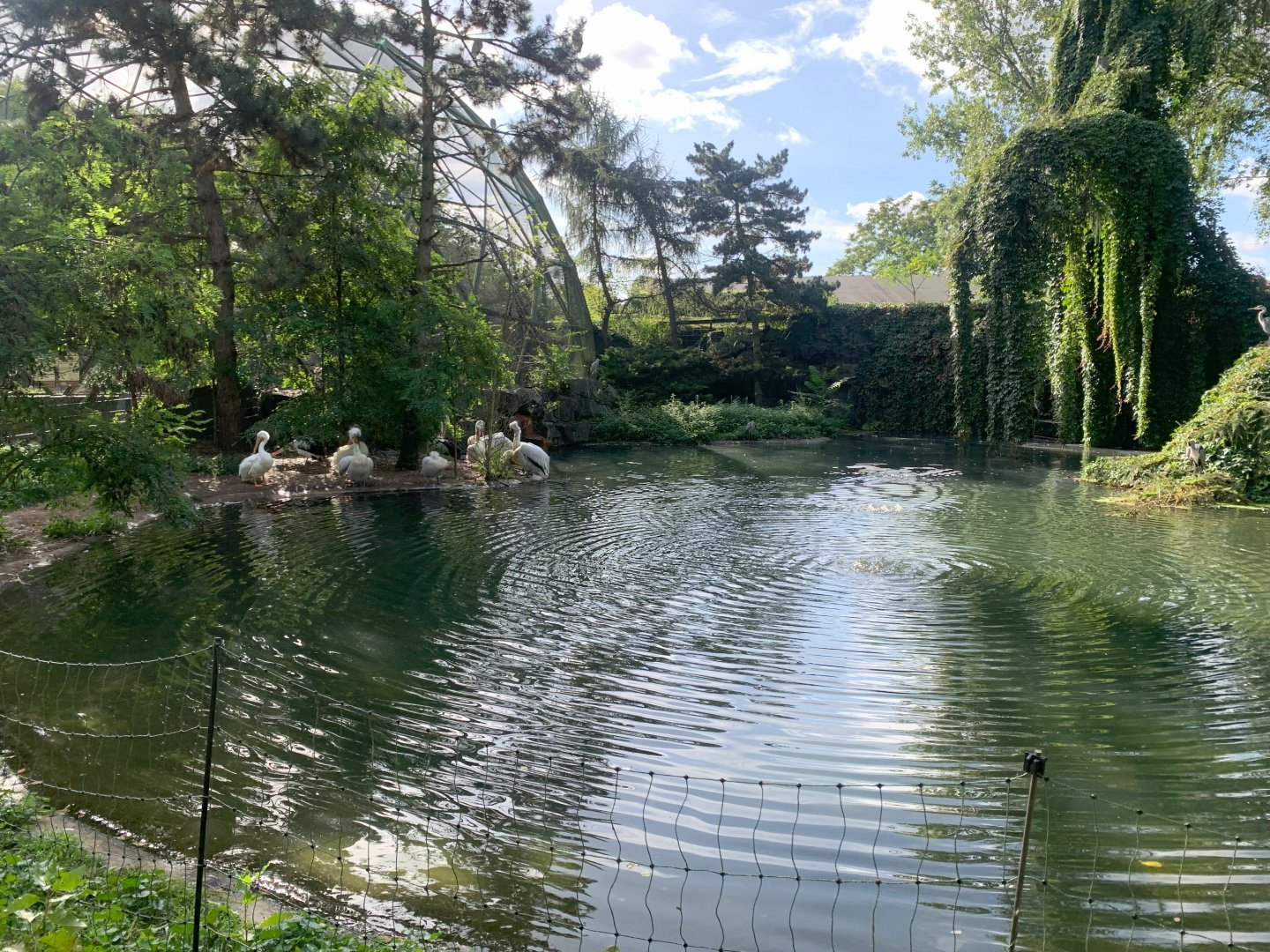 Temporary Pelican pond