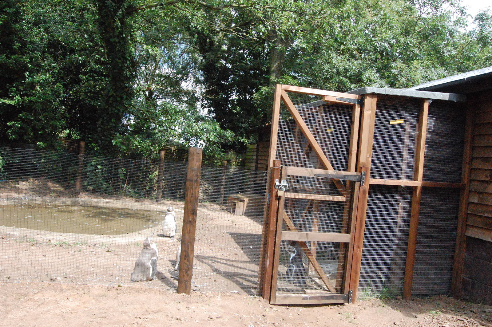 Temporary Penguin Exhibit