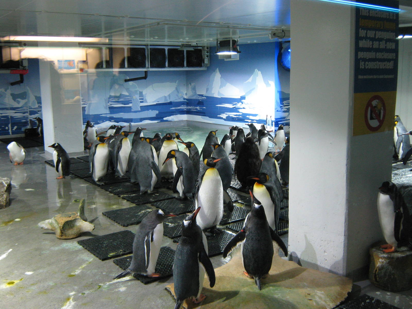 temporary penguin holding