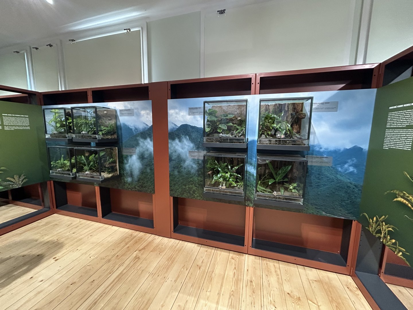 Temporary Poison Dart Frog Exhibit