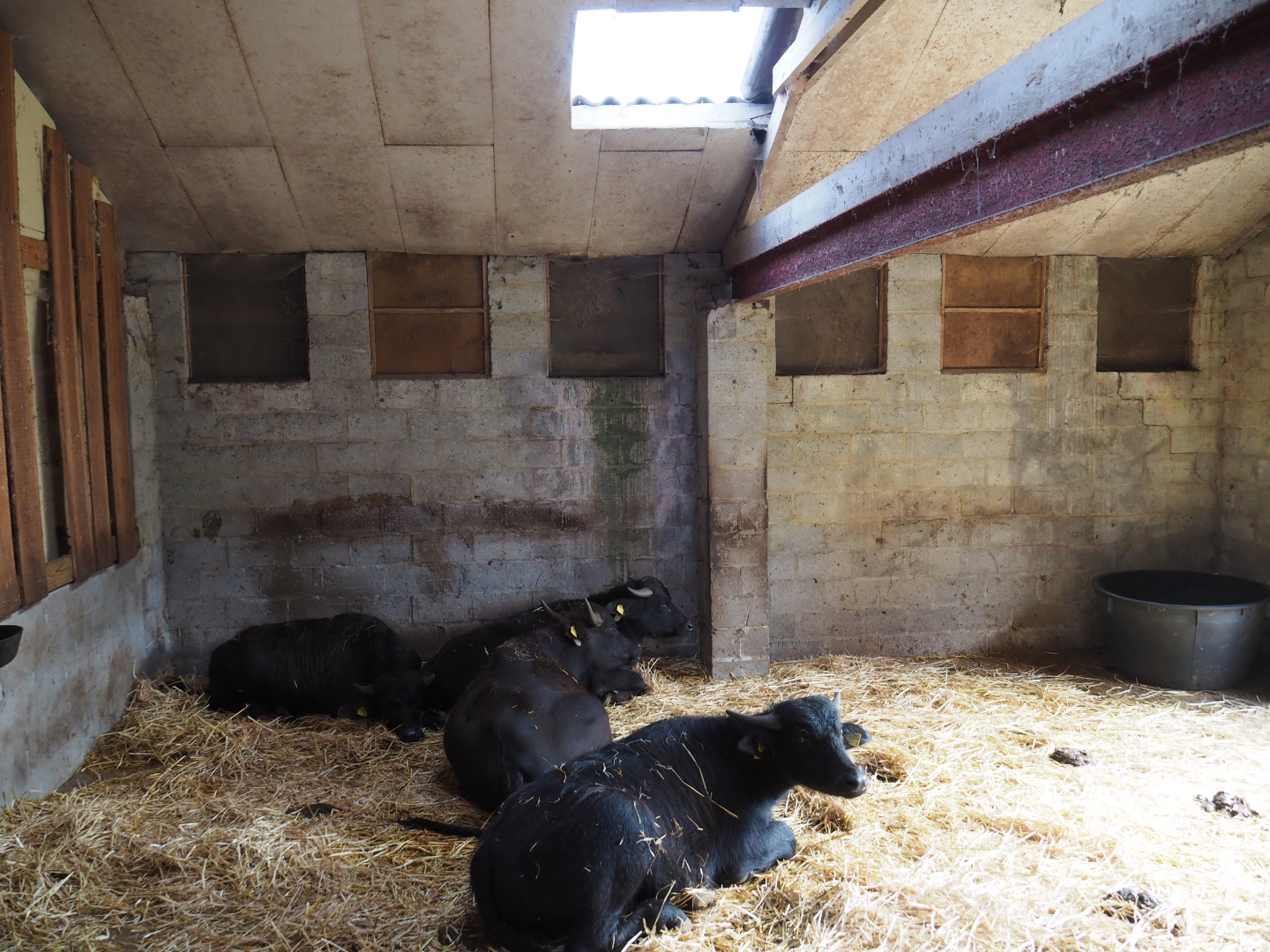 Temporary quarantine stable for herd of Domestic water buffaloes, 2020-09-12