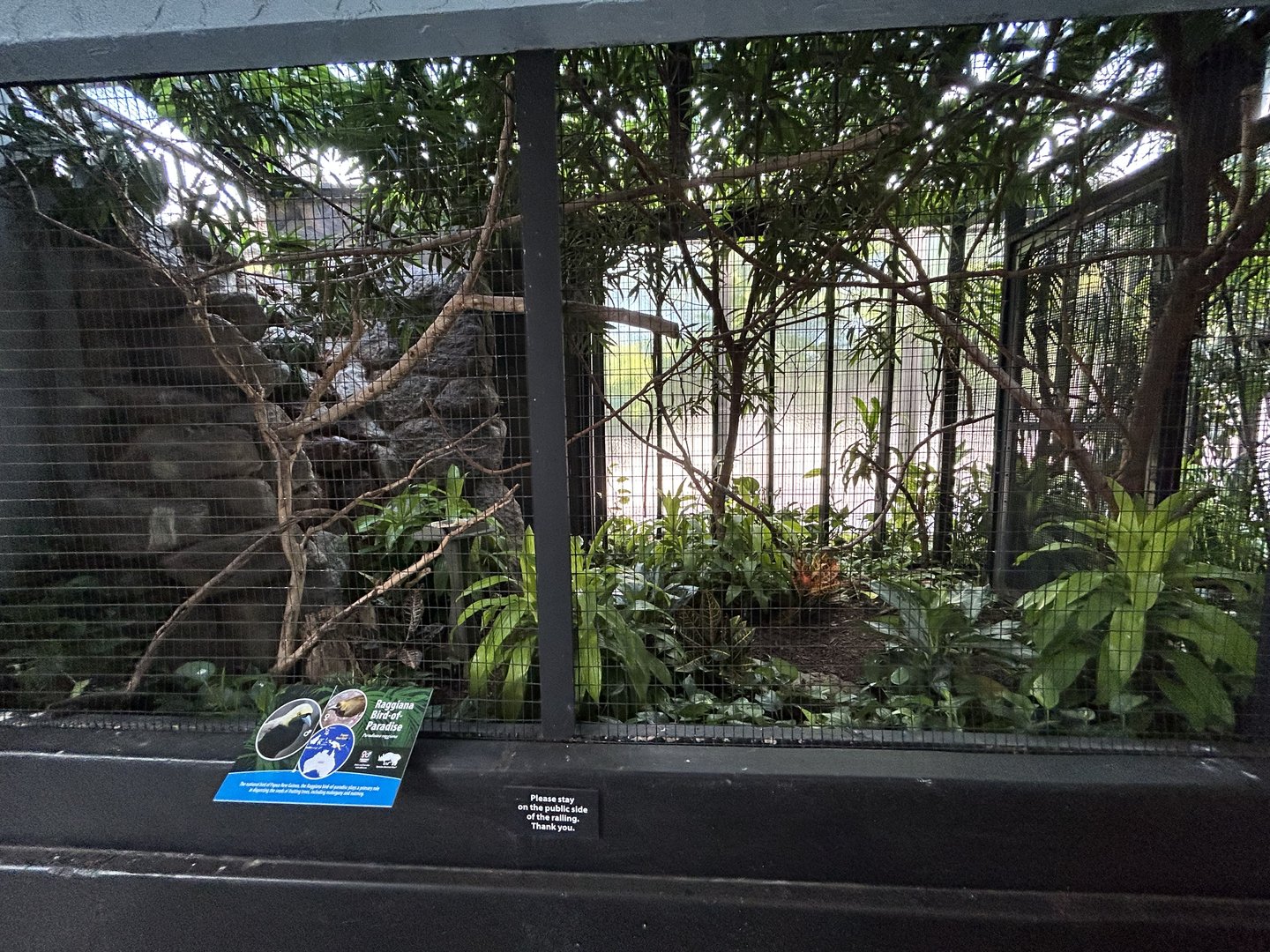 Temporary Raggiana Bird-of-paradise Exhibit