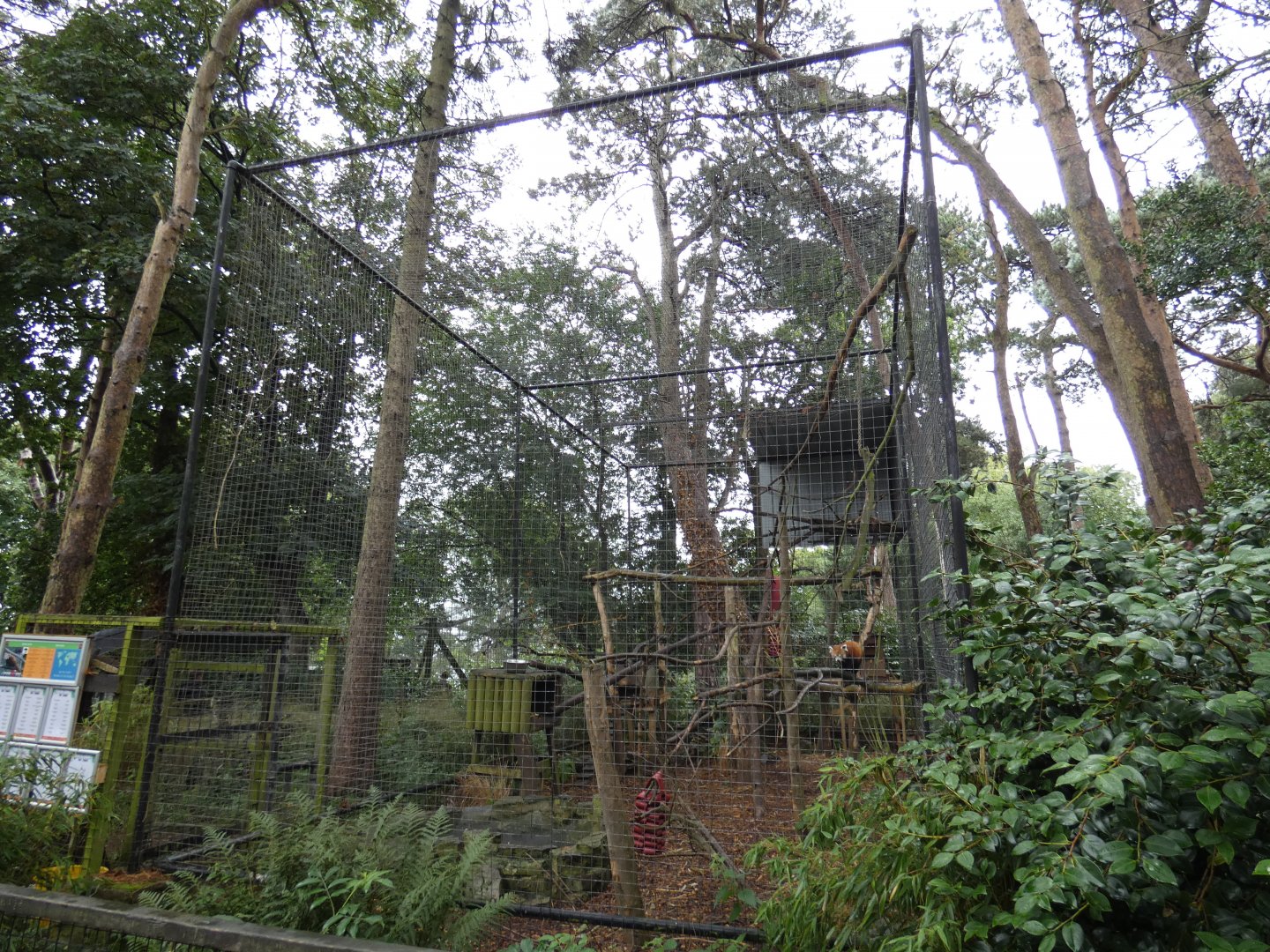 Temporary Red Panda enclosure