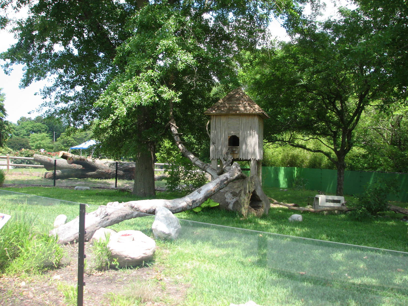 Temporary Red Panda Exhibit