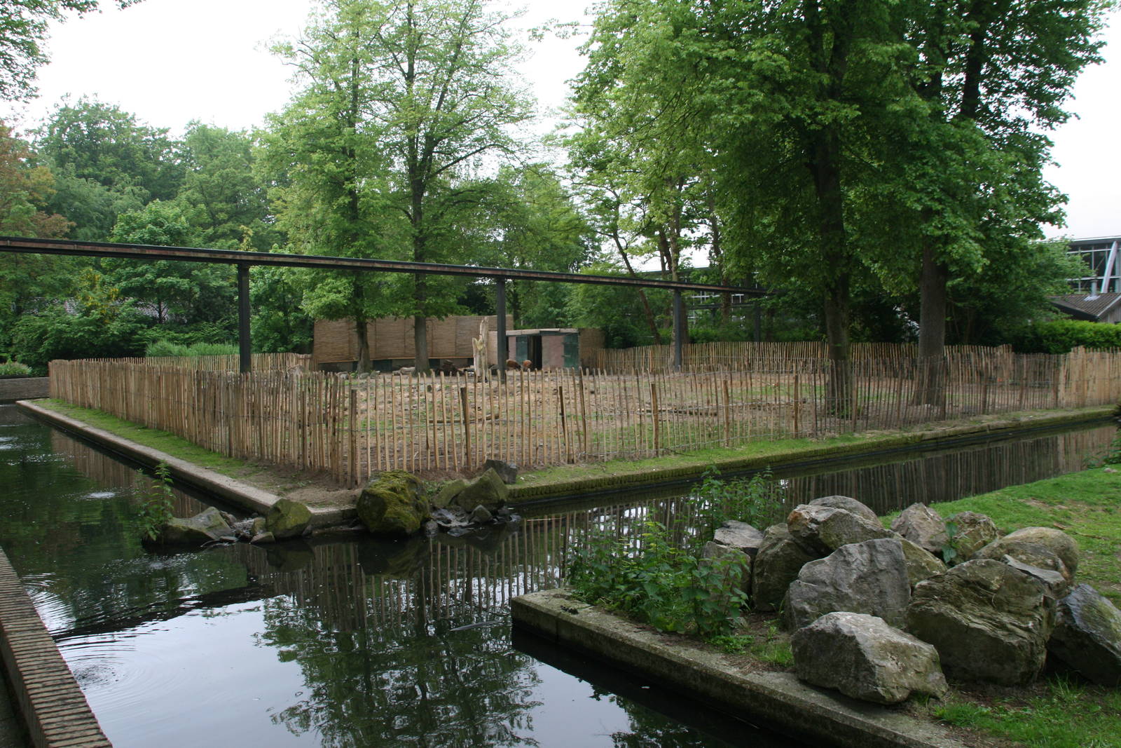 temporary Red river hog exhibit