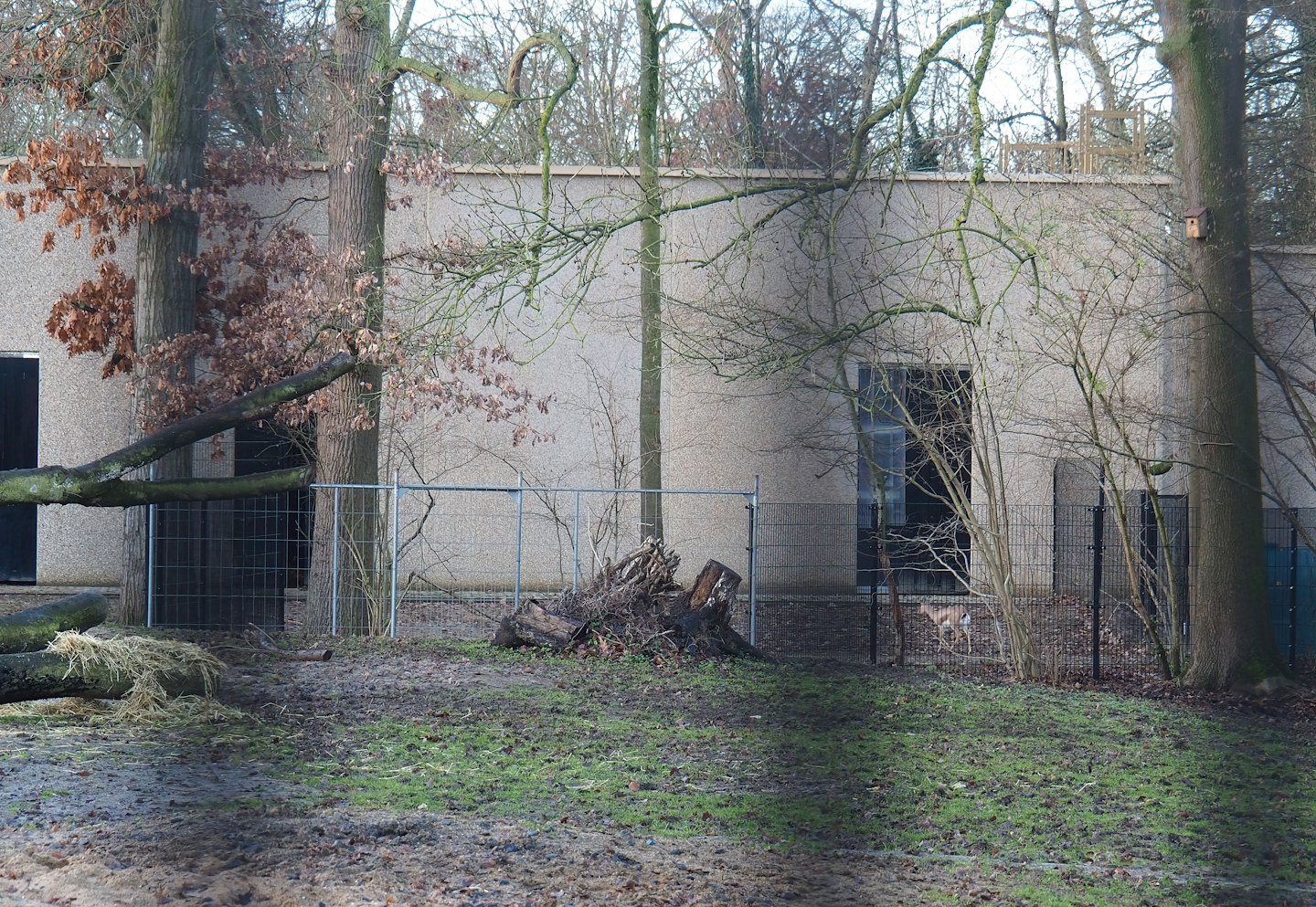 Temporary Saharan Dorcas gazelle paddock next to the new antelope building, 2022-12-27