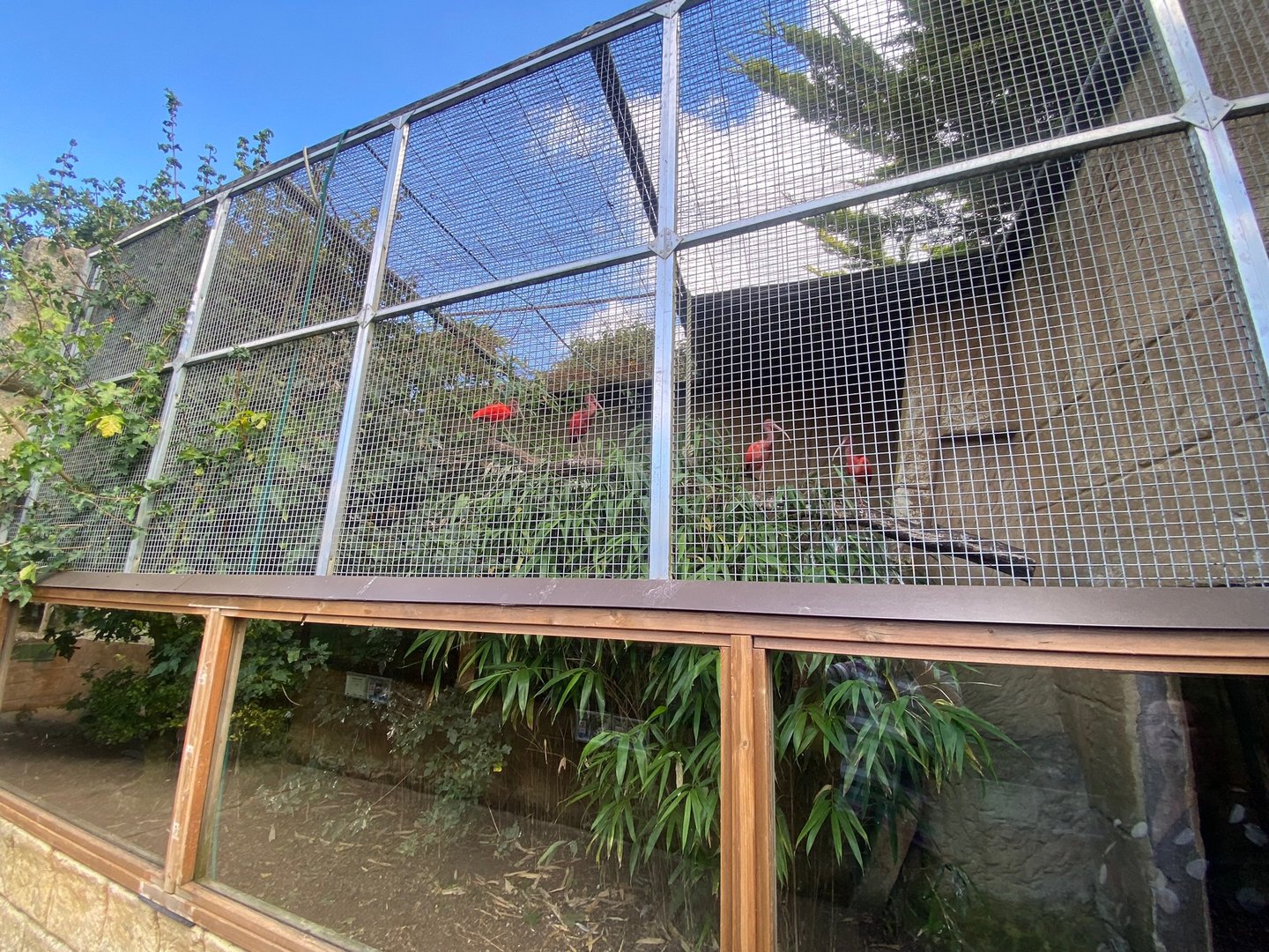 Temporary Scarlet Ibis Aviary 140923