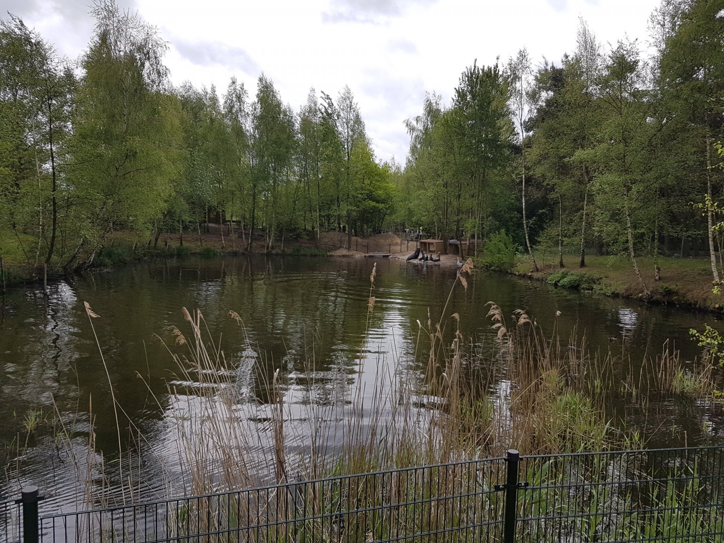 Temporary Sea-lion-enclosure