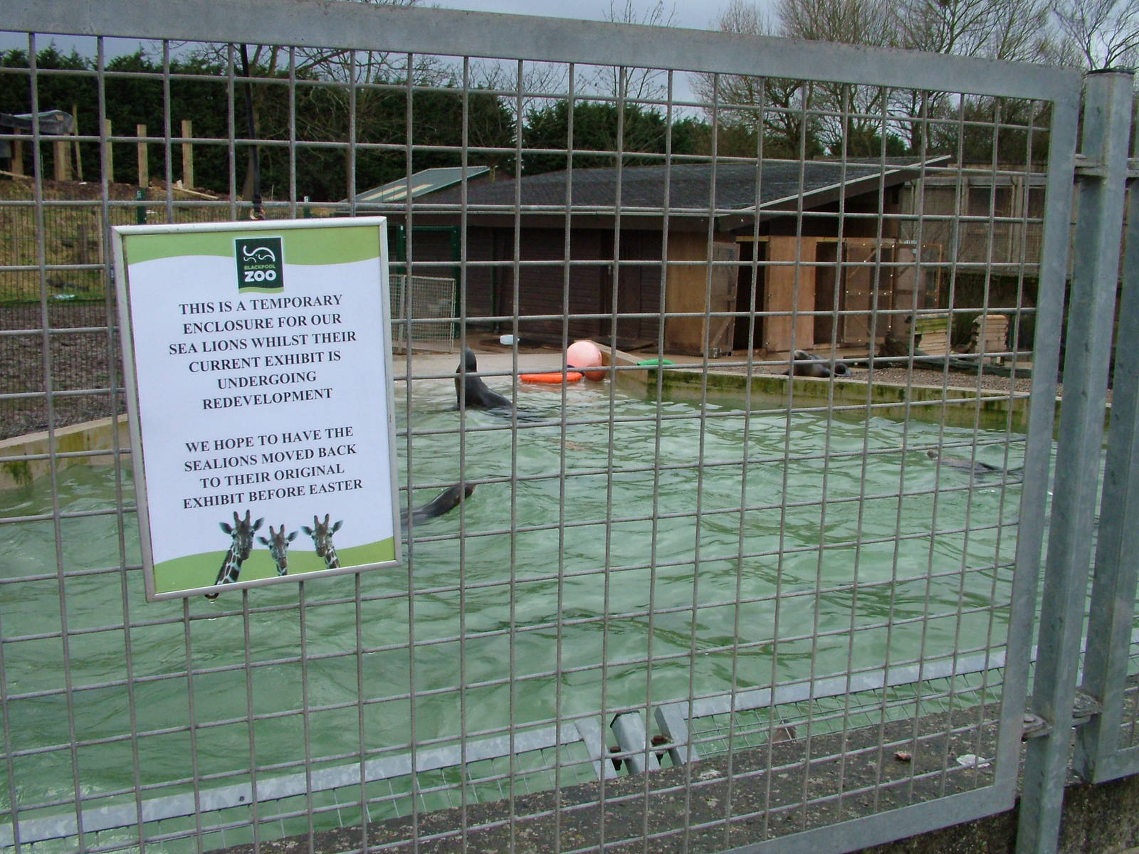 Temporary sea lion pool at Blackpool 26/03/10