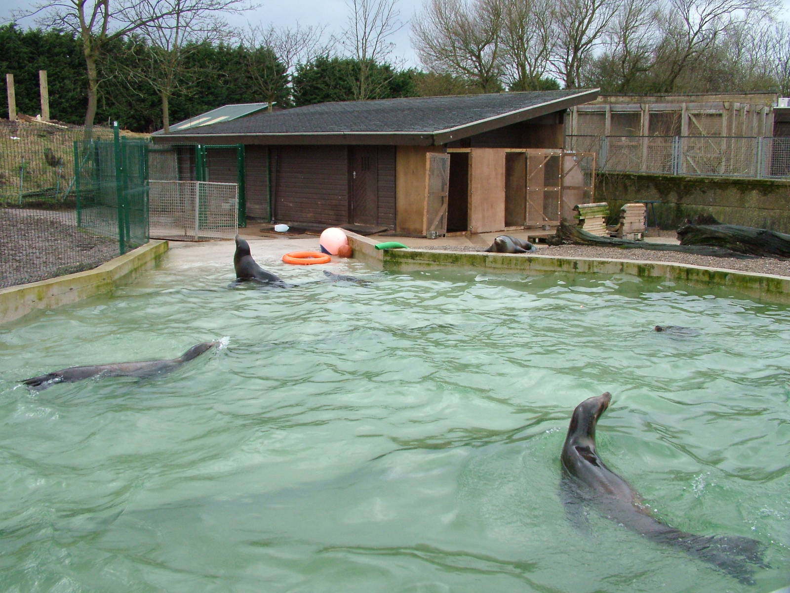 Temporary sea lion pool at Blackpool 26/03/10