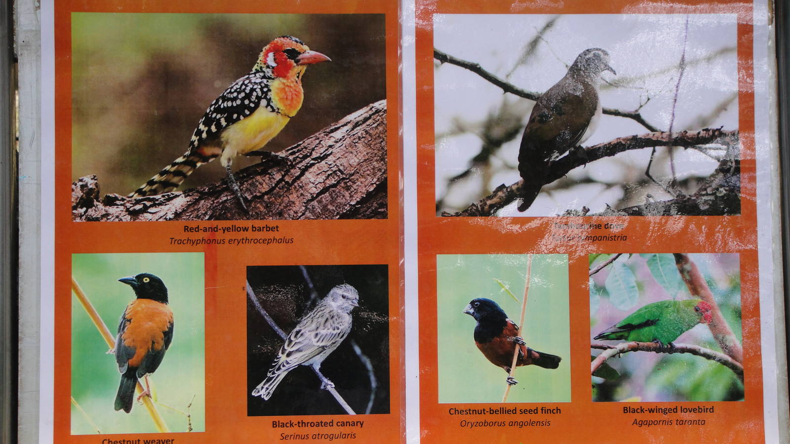 Temporary signage for Heliconia Walk