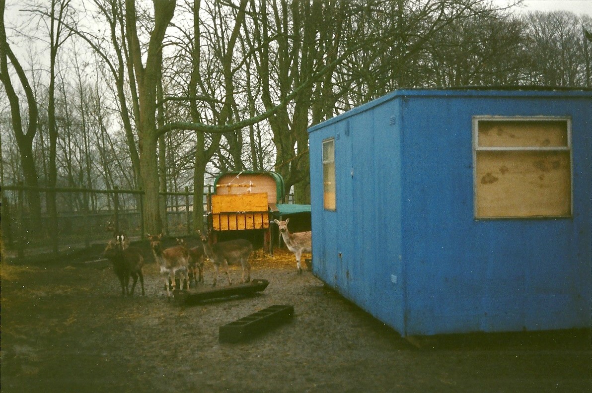 Temporary ungulate shelter 30th December 1999