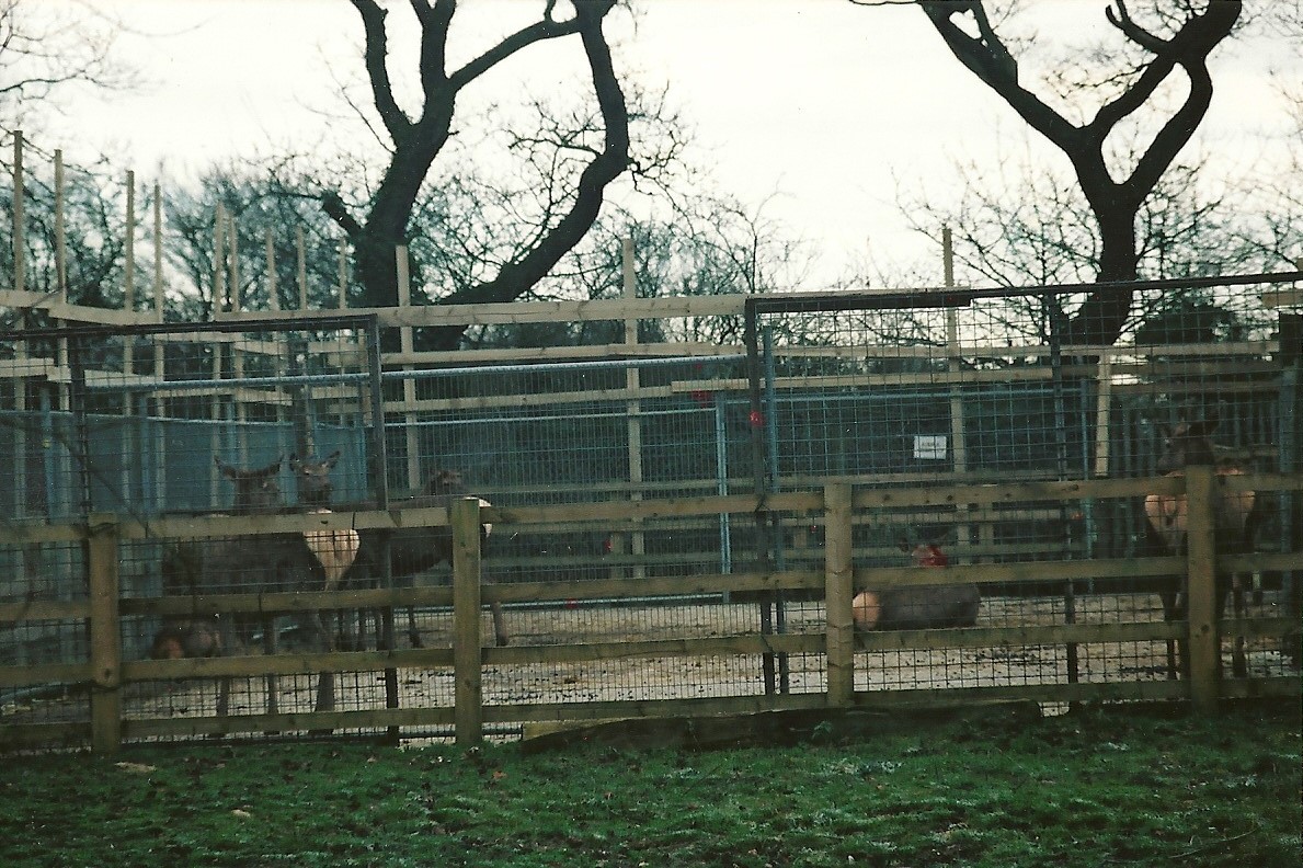Temporary Wapiti yard, 16th December 2000