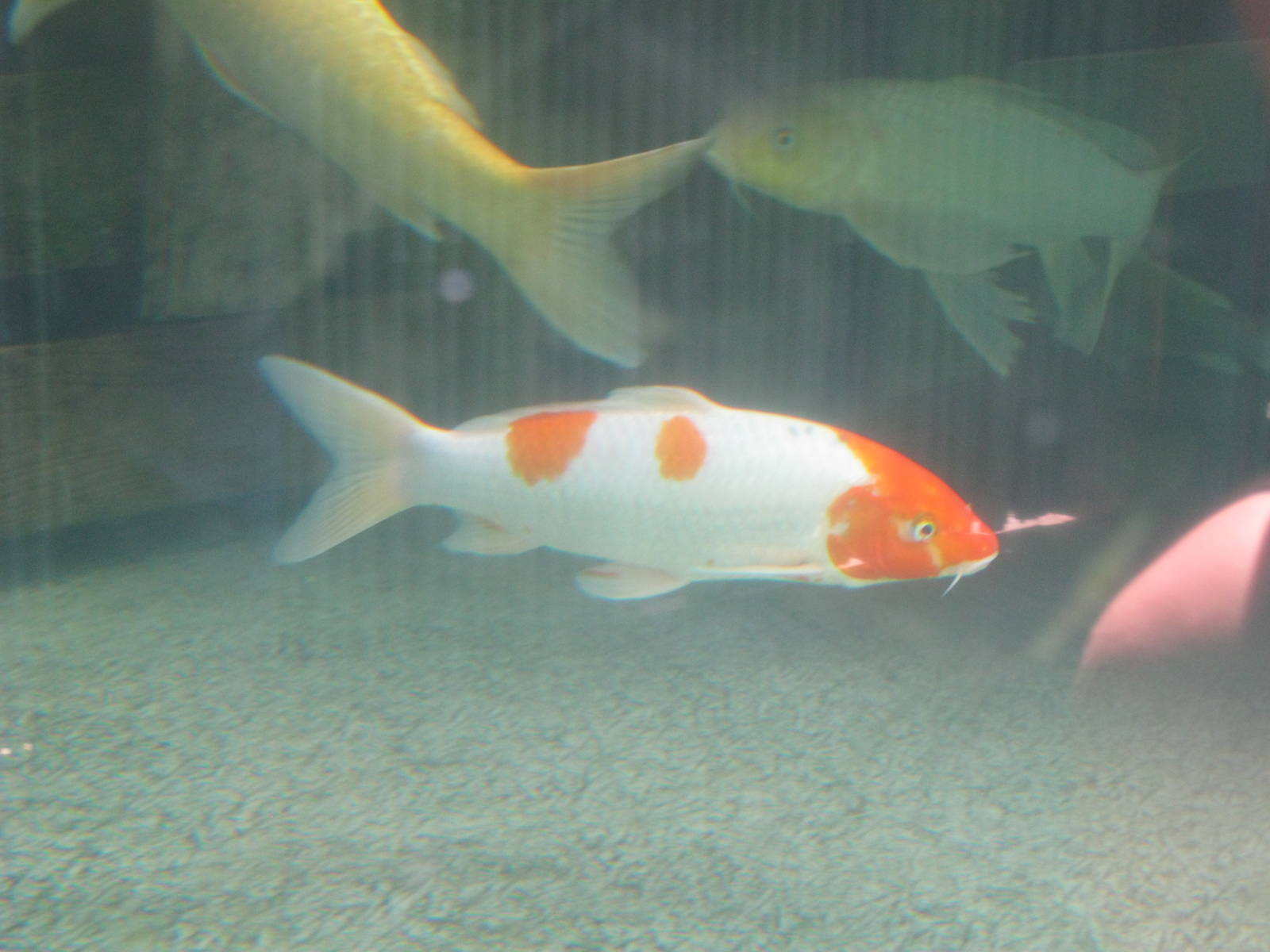 Temporary White Alligator Exhibit- Koi Fish