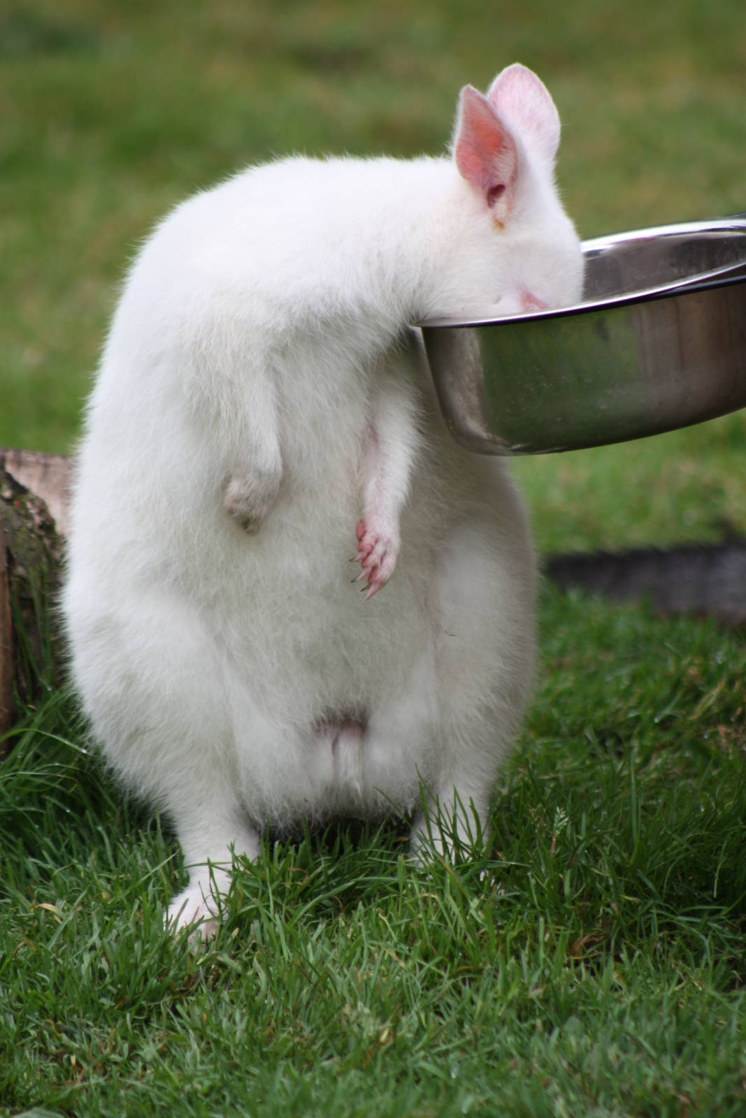 Tempted by the bowl, 1st September 2014