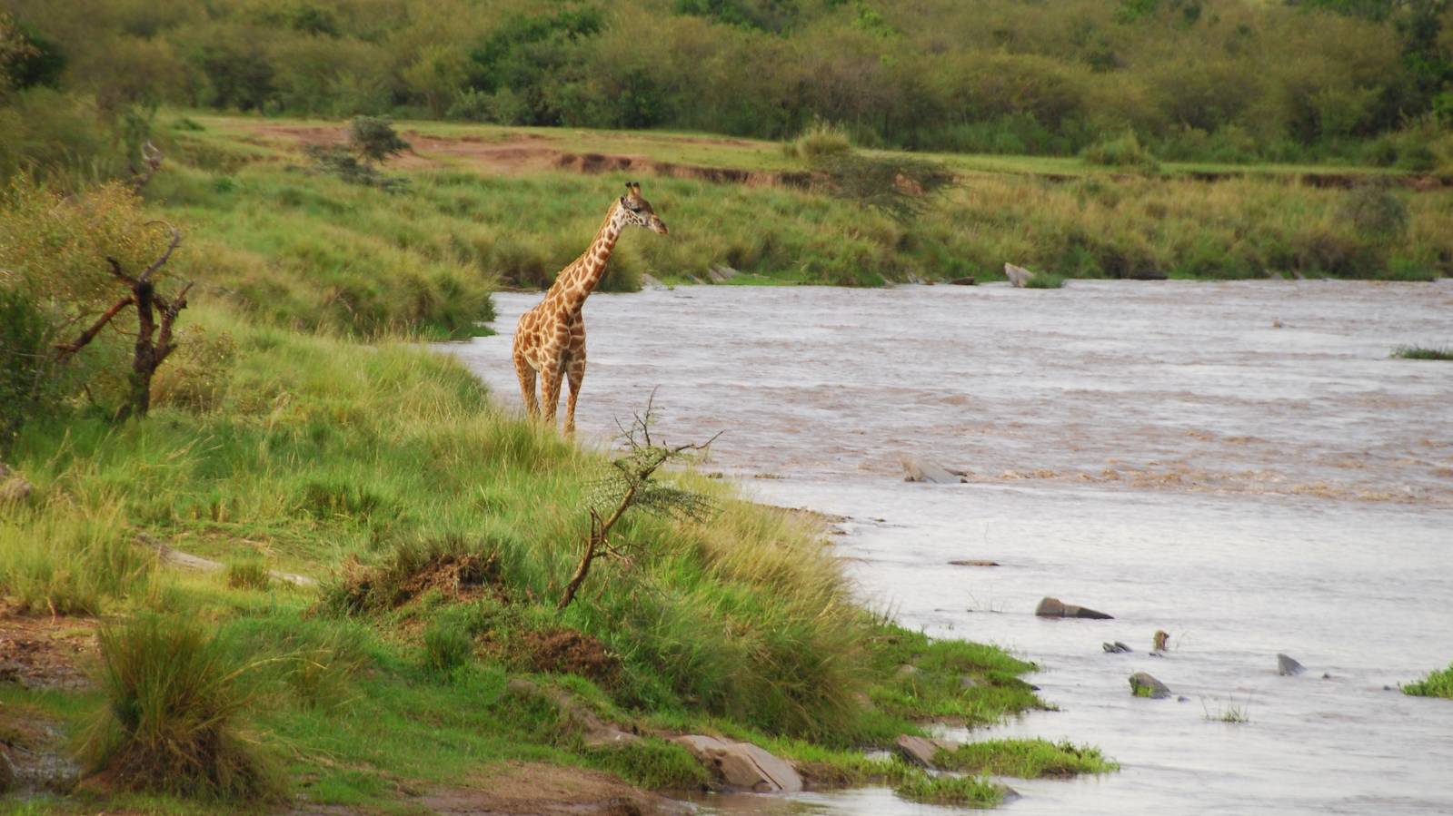 Tempted to Cross - Masai Mara NR