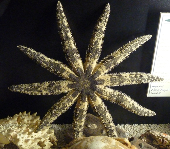 Ten-armed starfish, Luidia, perhaps Luidia magnifica??