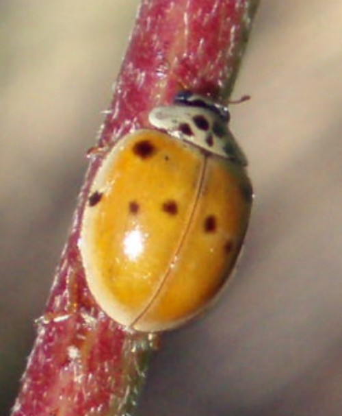 Ten-spotted Ladybird (Adalia decempunctata)