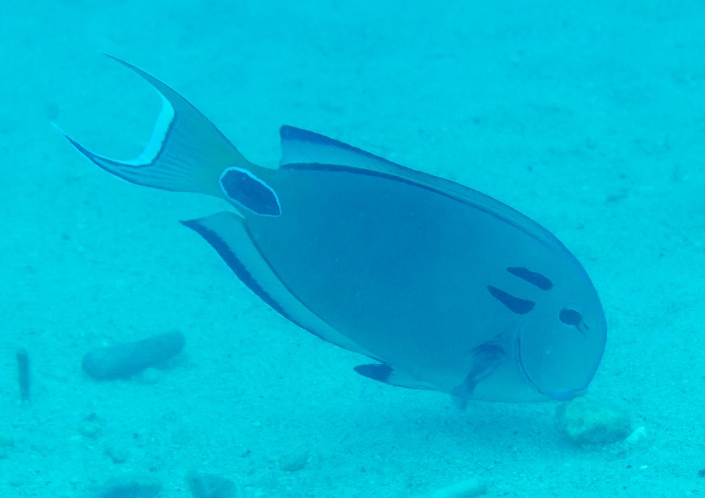 Tenant's Surgeonfish