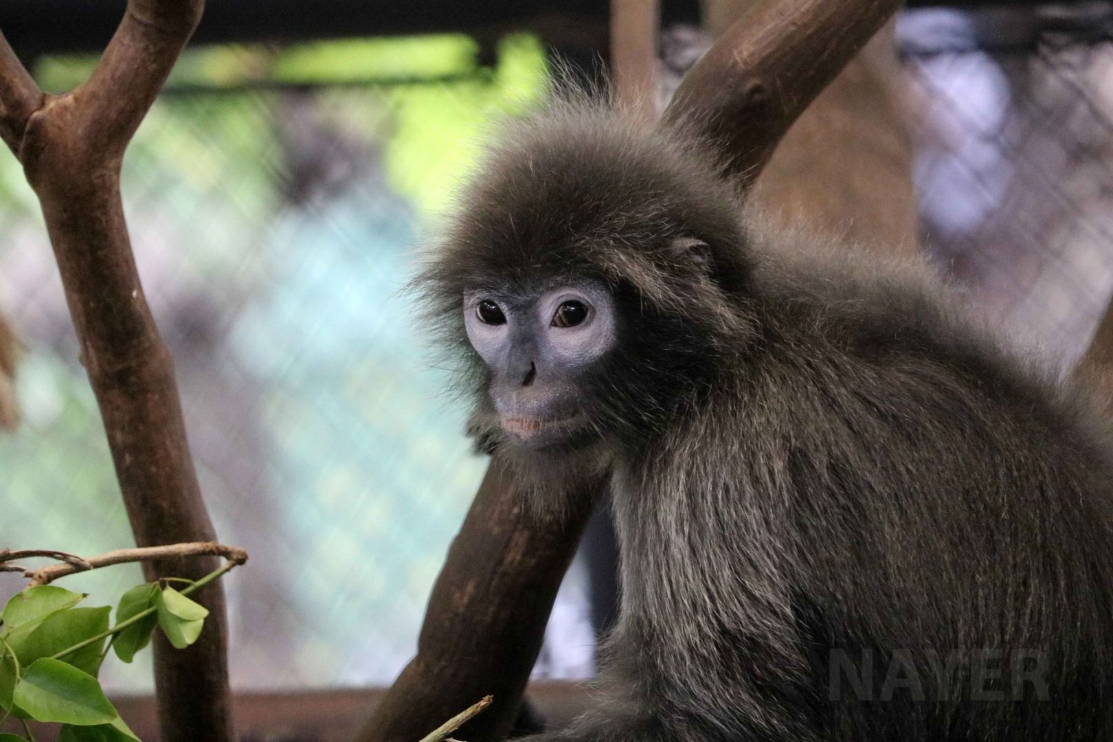 Tenasserim langur(?), June 2016
