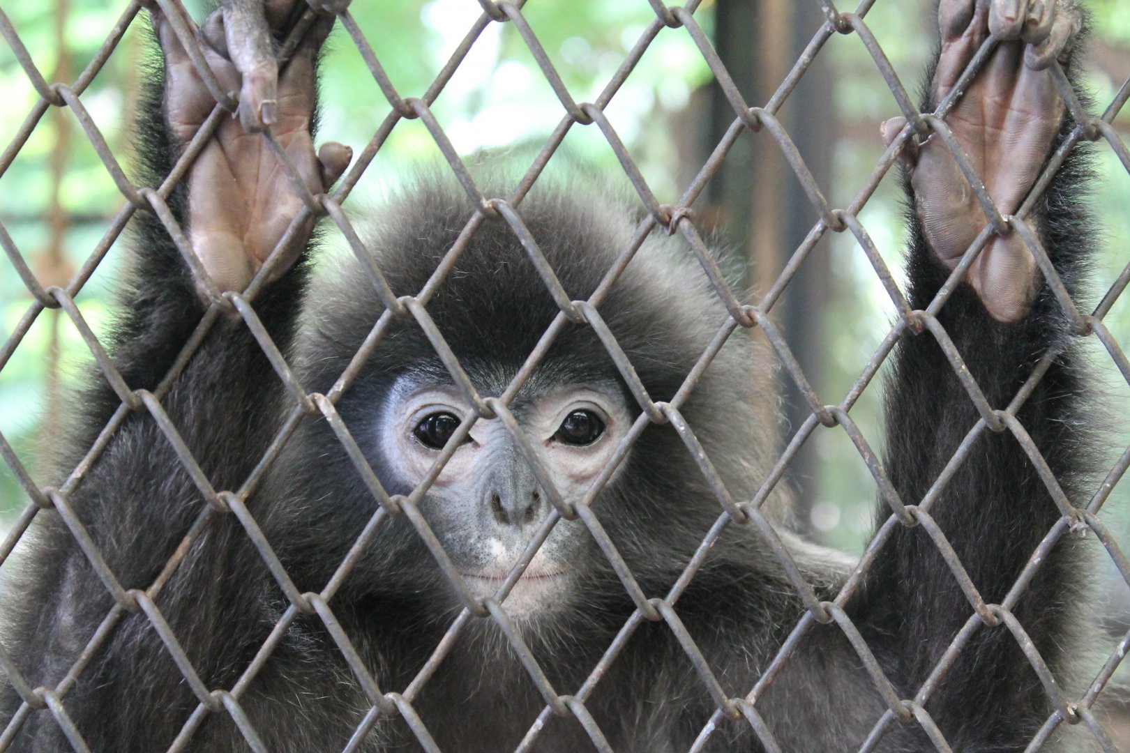 Tenasserim Langur (Trachypithecus barbei)