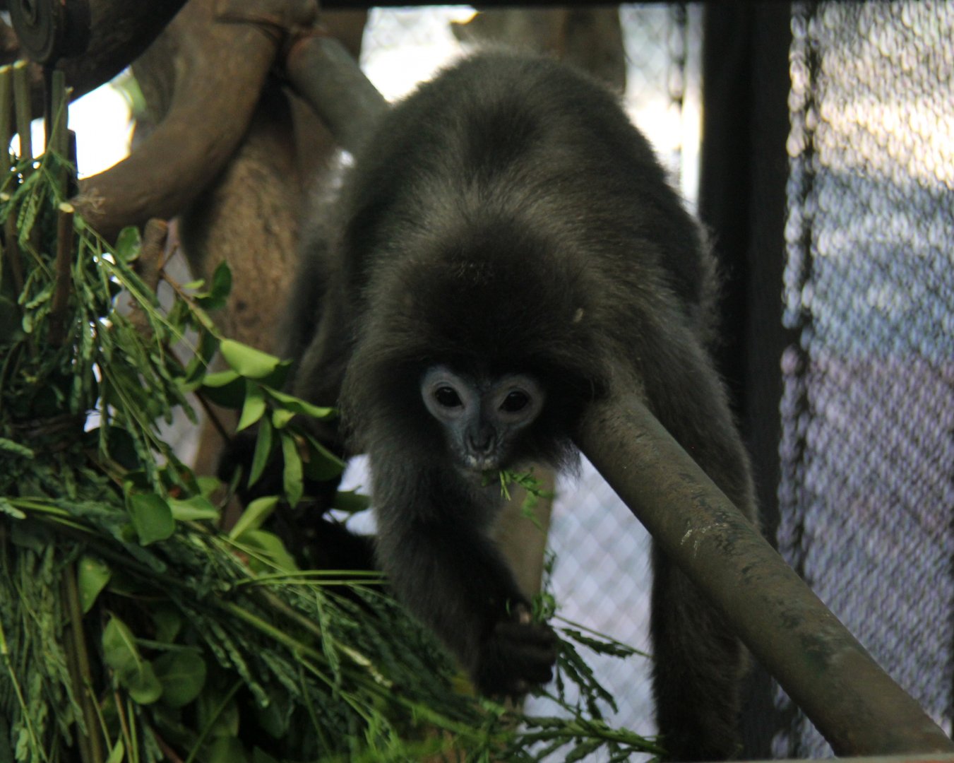 Tenasserim lutung (Trachypithecus barbei)