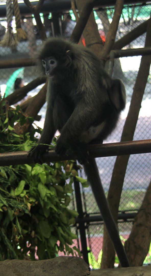 Tenasserim lutung (Trachypithecus barbei)