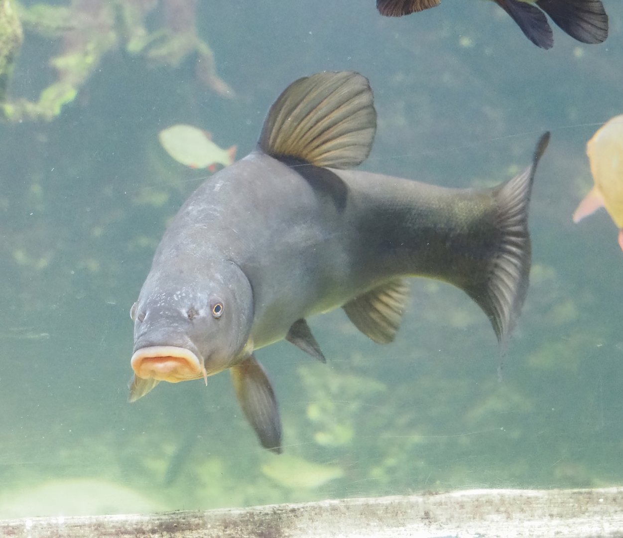 Tench (Tinca tinca), 2023-07-18