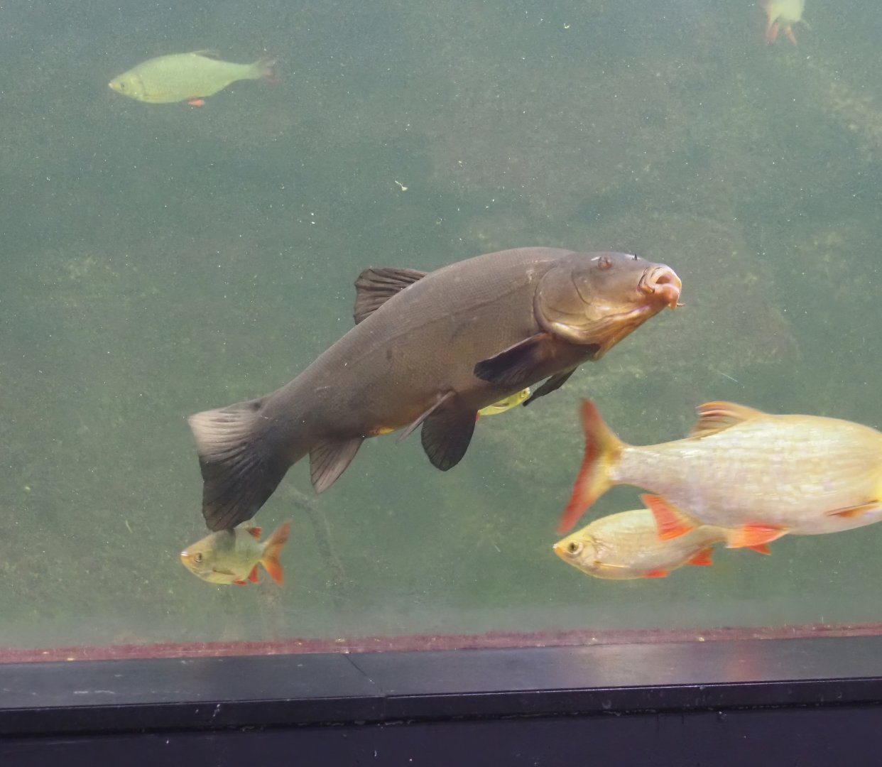 Tench (Tinca tinca), 2024-08-21